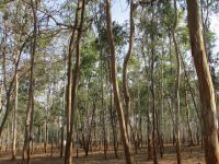 eucalyptus-trees-239509_640_4x3.jpg
